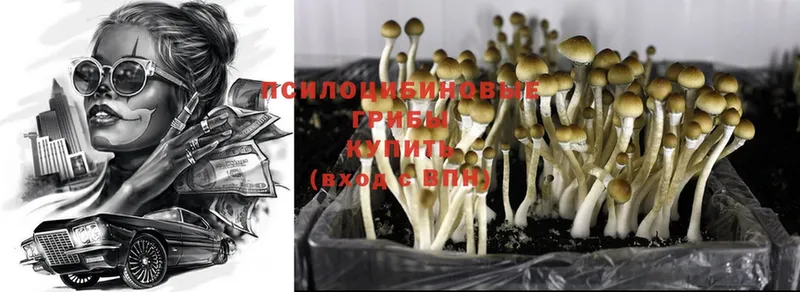 Псилоцибиновые грибы Cubensis  даркнет сайт  Азнакаево 